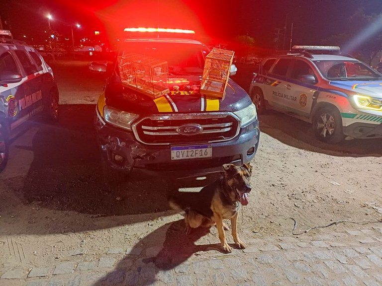 Homem é detido com drogas e pássaros silvestres na BR-104, em Caruaru